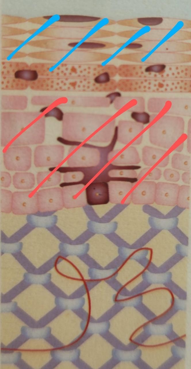 広島エステ　シミ取りエステ