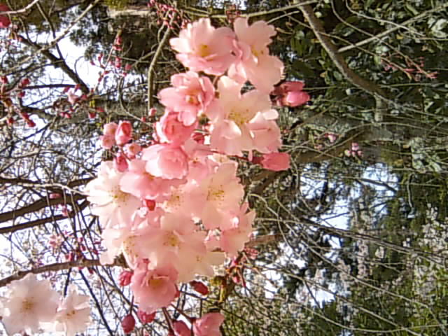 桜　♪　お花見